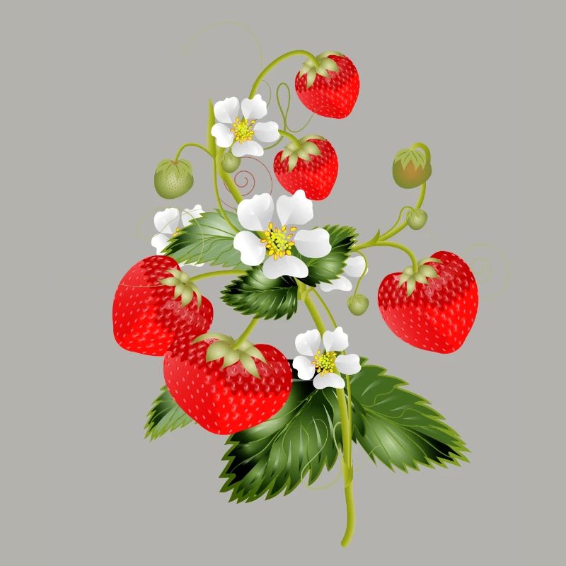 filigrane Erdbeeren Pflanze mit Erdbeeren Blüte