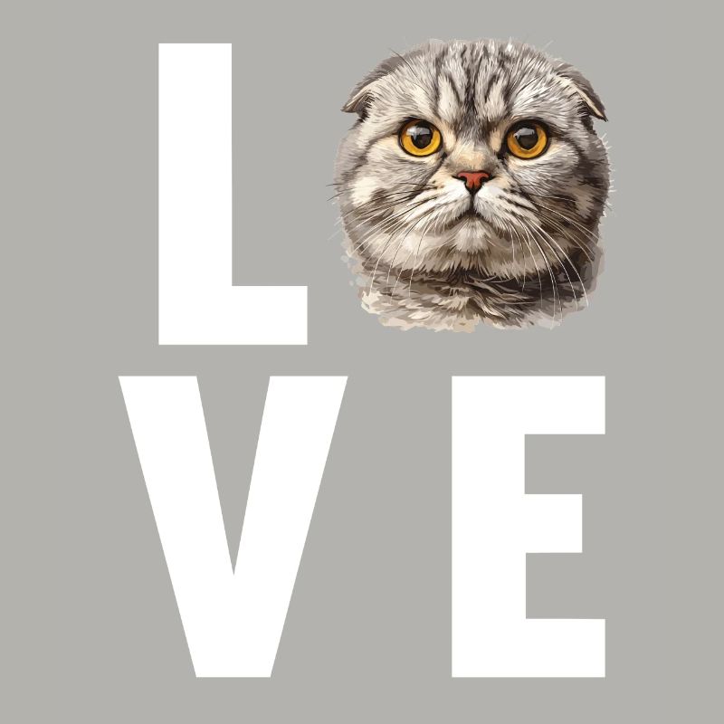 Scottish Fold Kitten Scottish Fold chat