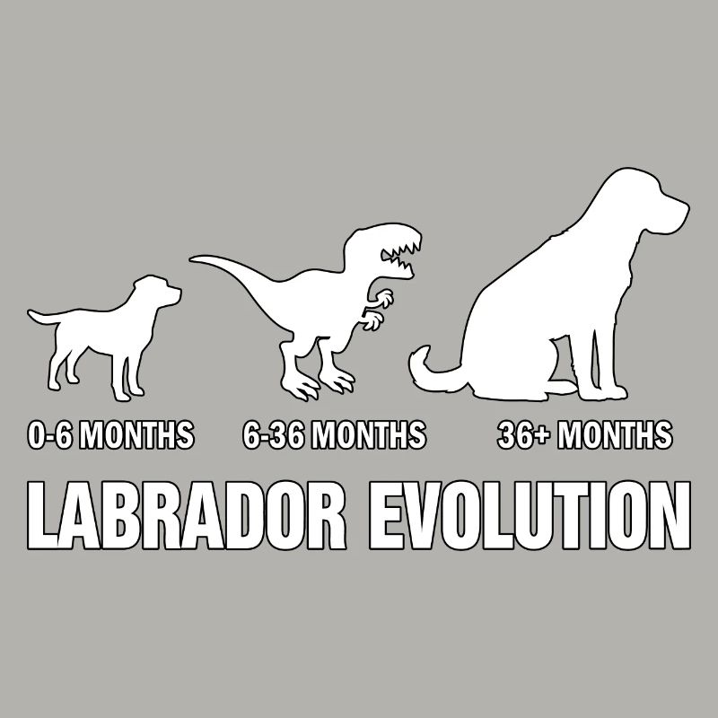 Labrador Evolution