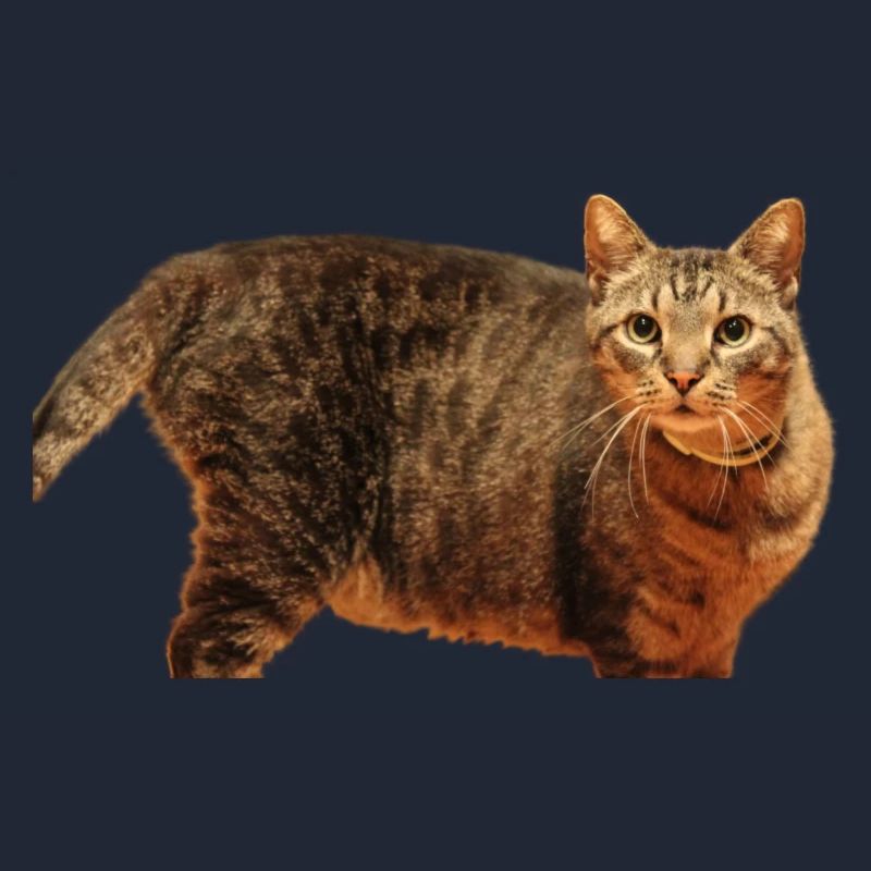 Katze Kätzchen