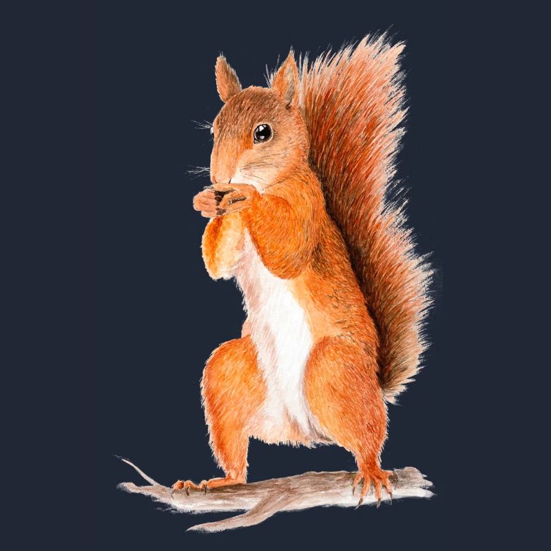eichhörnchen