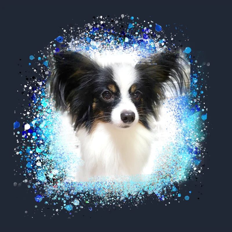 papillon,chien,spitz,zwergspitz,pompon