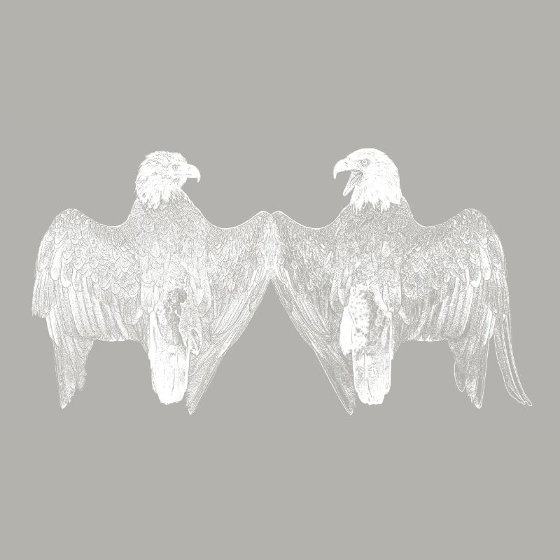 2 pygargues à tête blanche de dos, structure, blanc