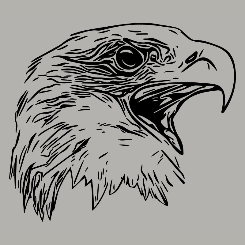 Tête d’aigle - Oiseau de prédant Royal Vector