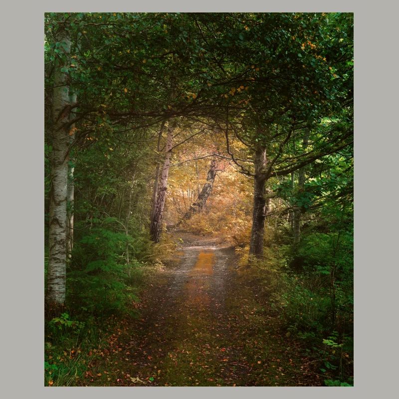 Wald