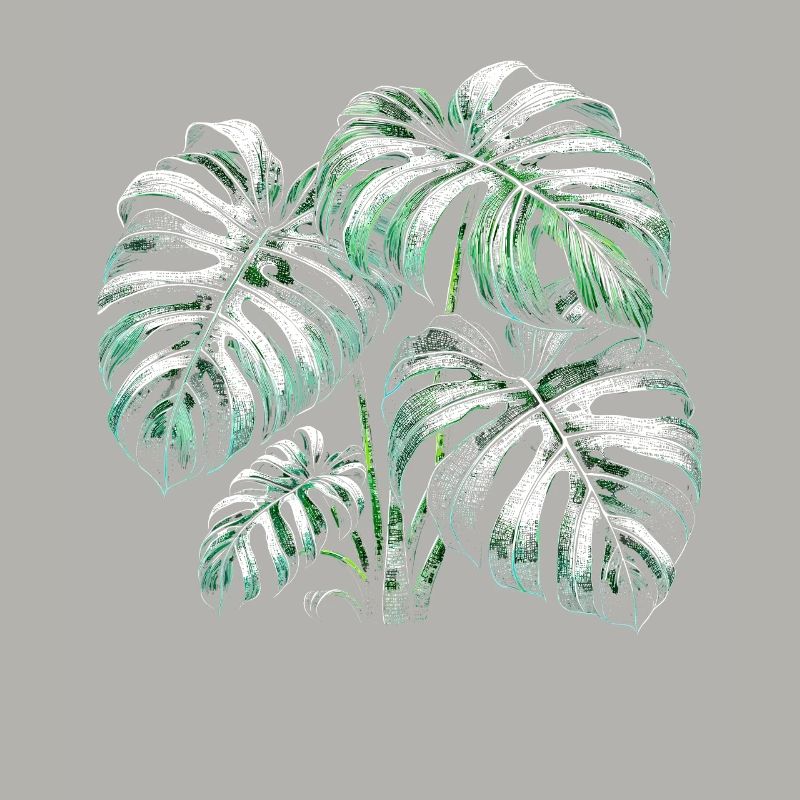 Variegated Monstera
