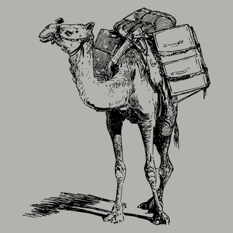 Kamel