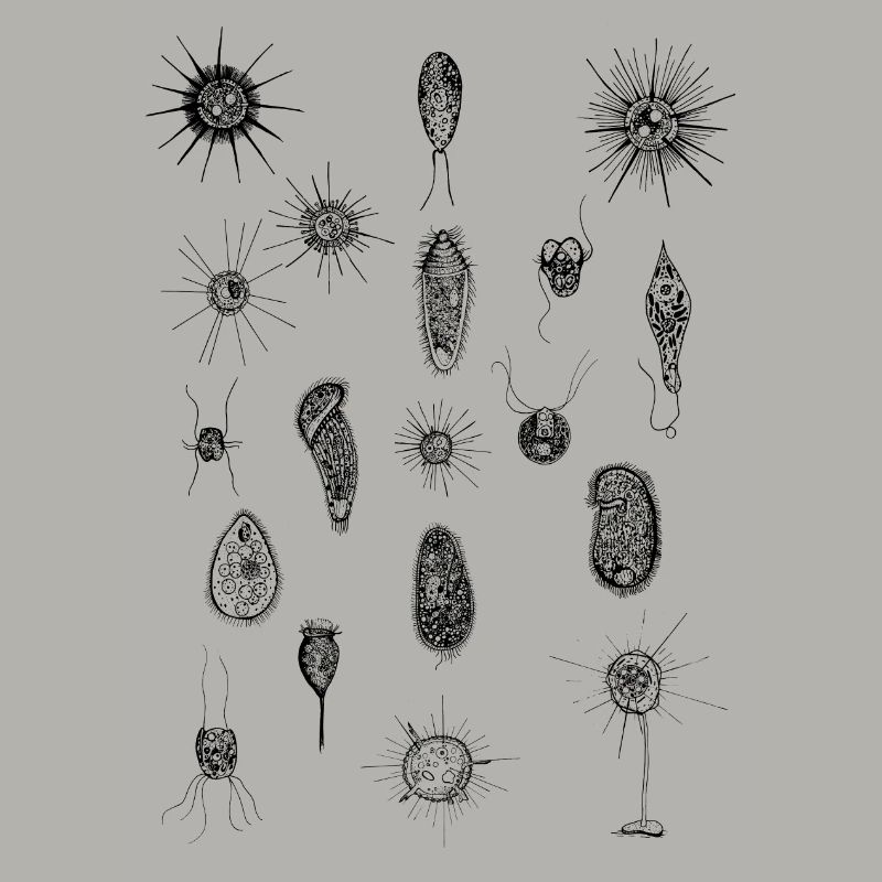 PLANKTON_01(Series: Under the Microscope)