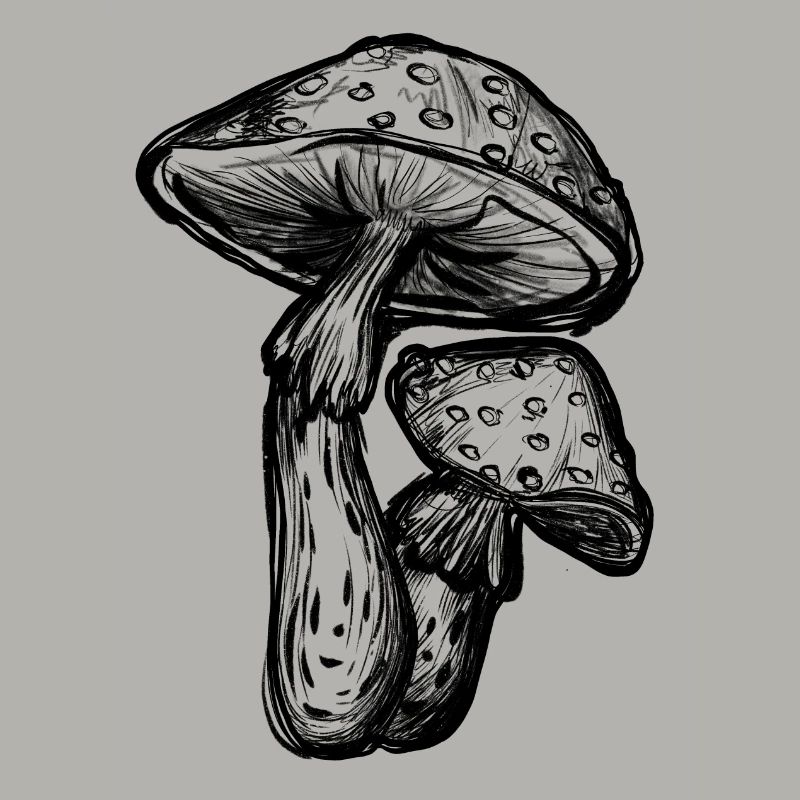 Toadstools Illustration
