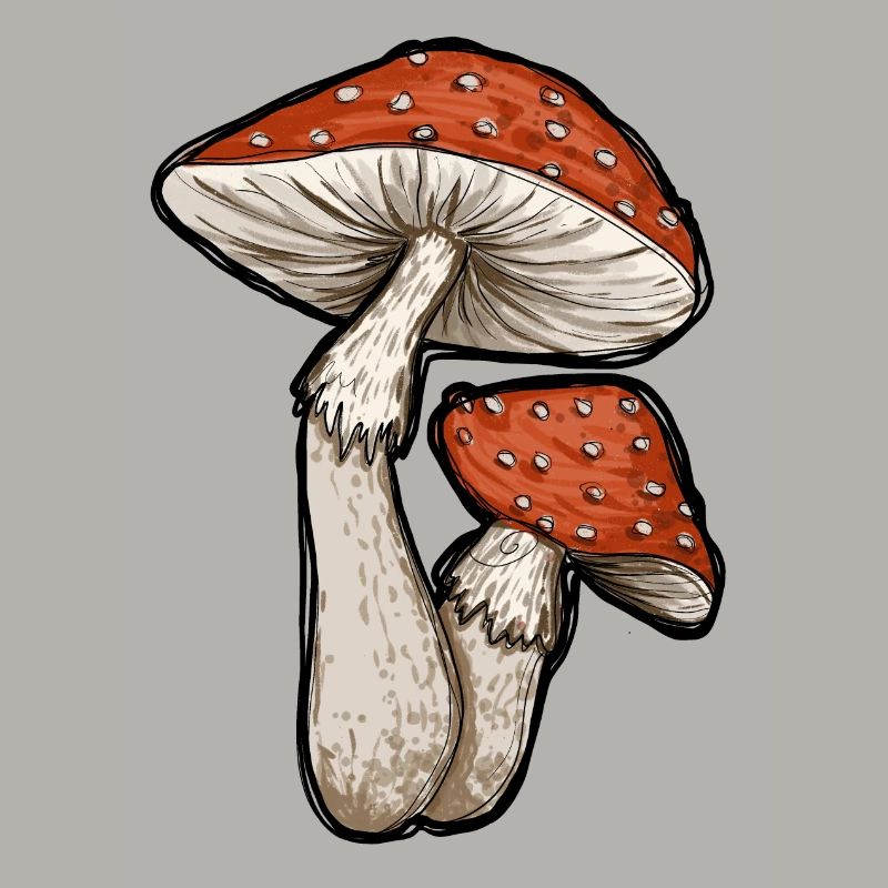 Toadstools Illustration