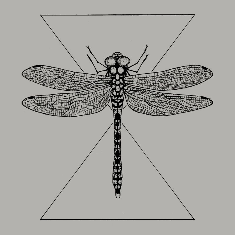 libellule