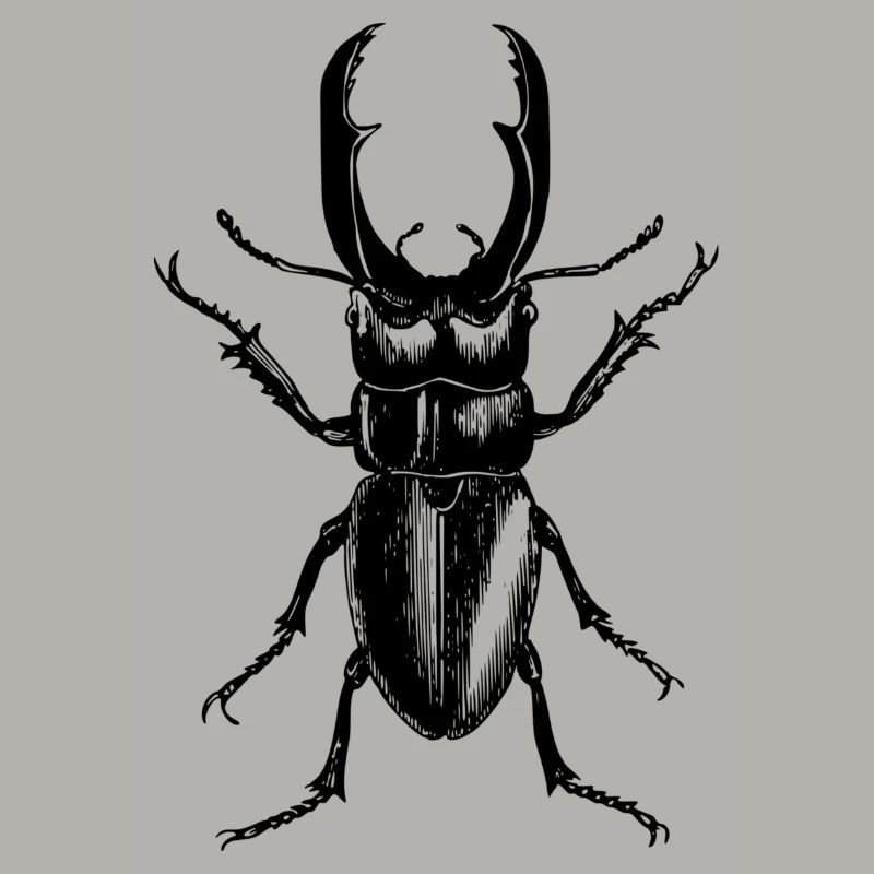 Hirschkäfer