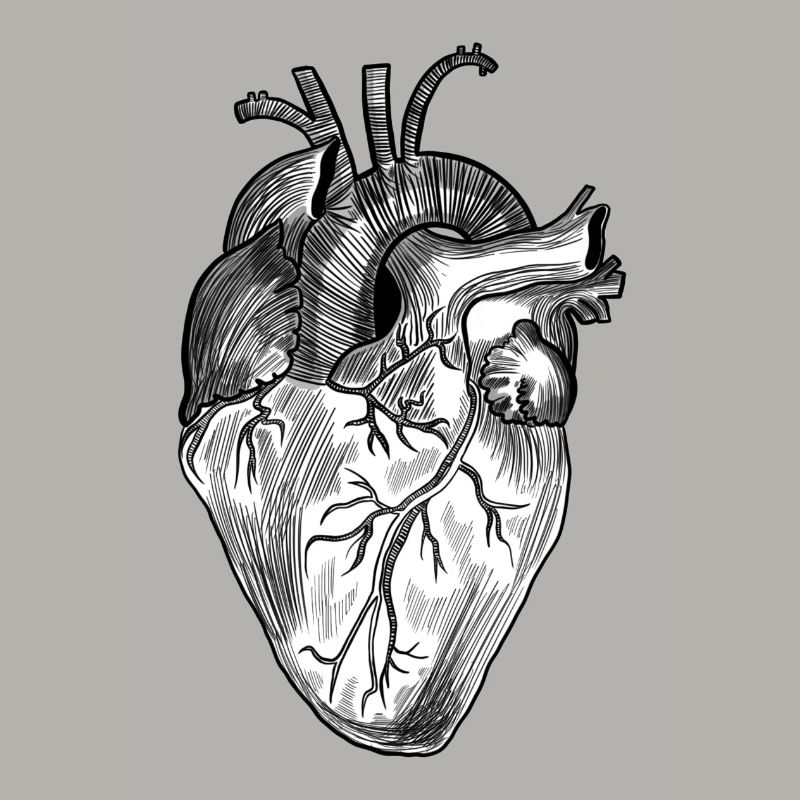 anatomisches Herz