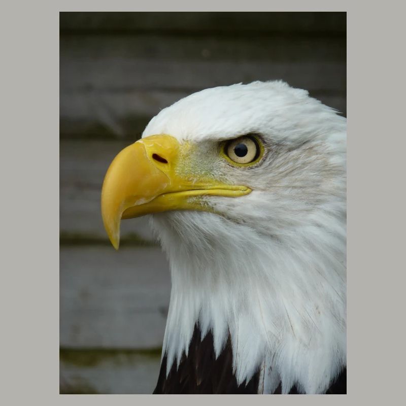 American Bald Eagle