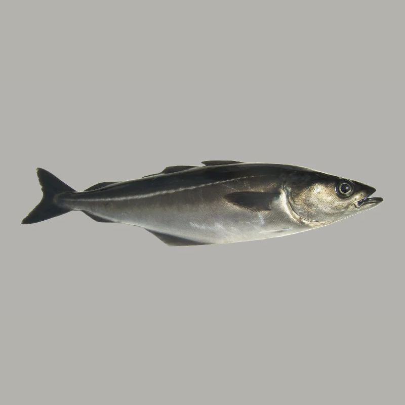 Fisch Pollack