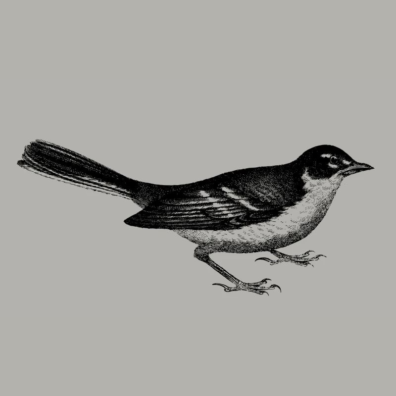 Vogel