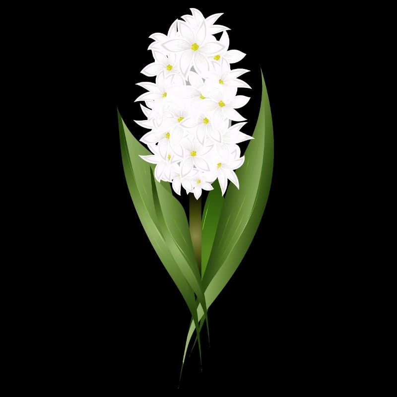 Jacinthe blanche – délicatesse sous forme de fleur