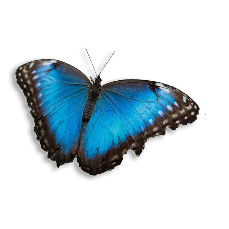 papillon