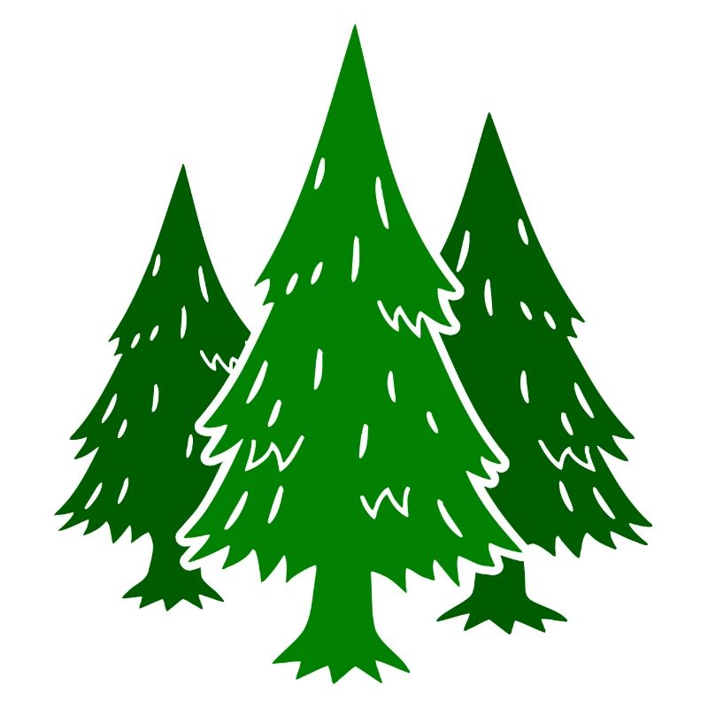Forêt Conifères Sapins Épicéas