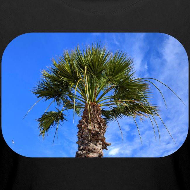 Un palmier à Toulon