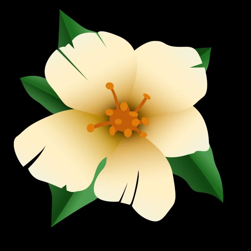 Fleur d’hibiscus