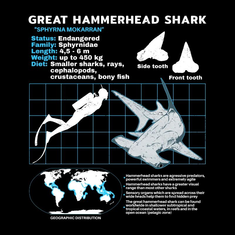 Fiche technique du requin-marteau