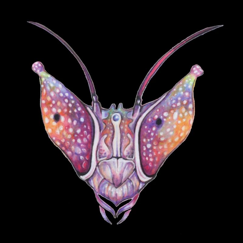 Mantide orchidea
