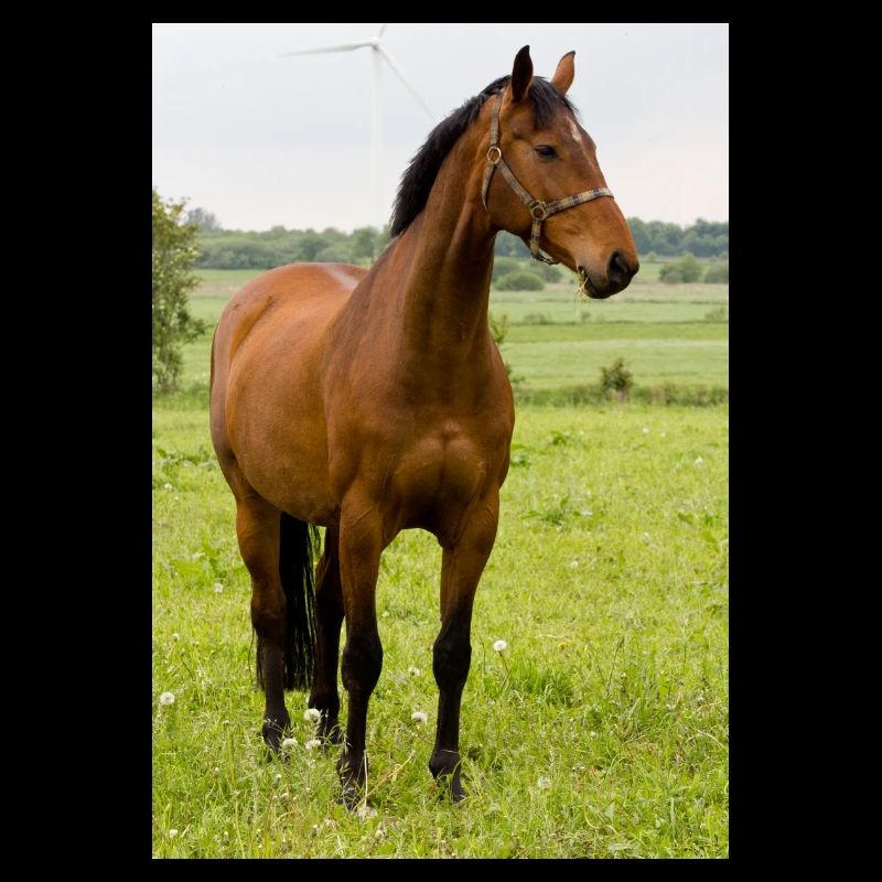 Horse. Pferd.