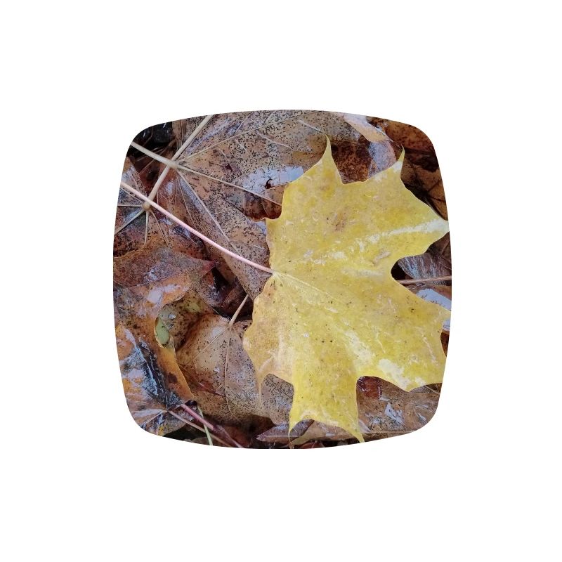 Yellow maple leaf also rainy autumn carpet