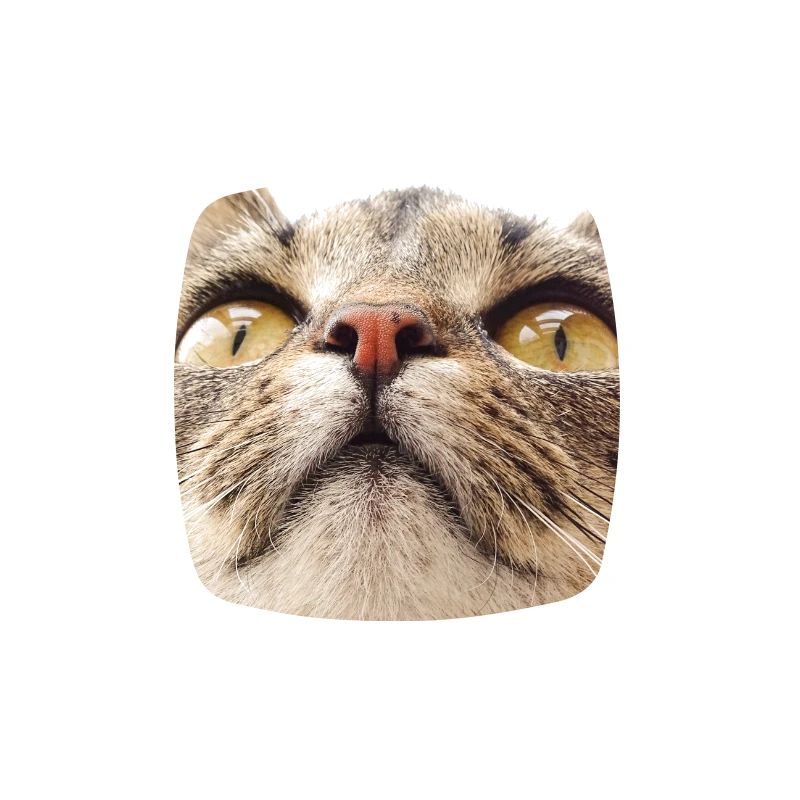 Visage de chat Minka