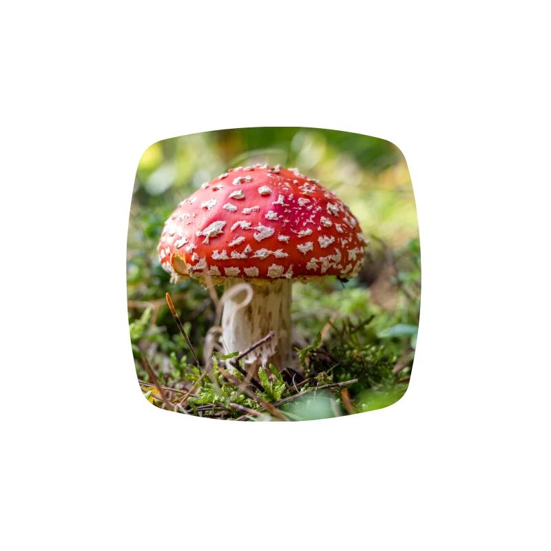 Toadstool