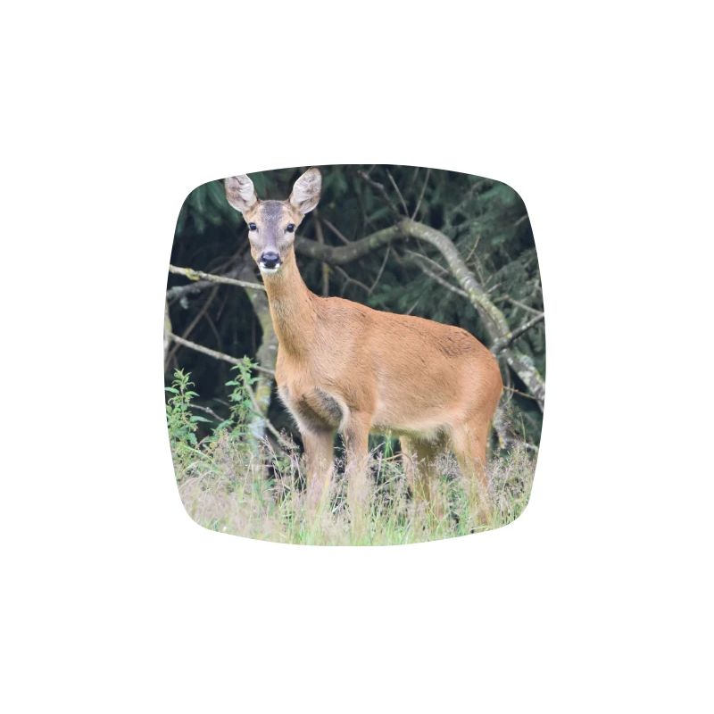 Forêt de cerfs