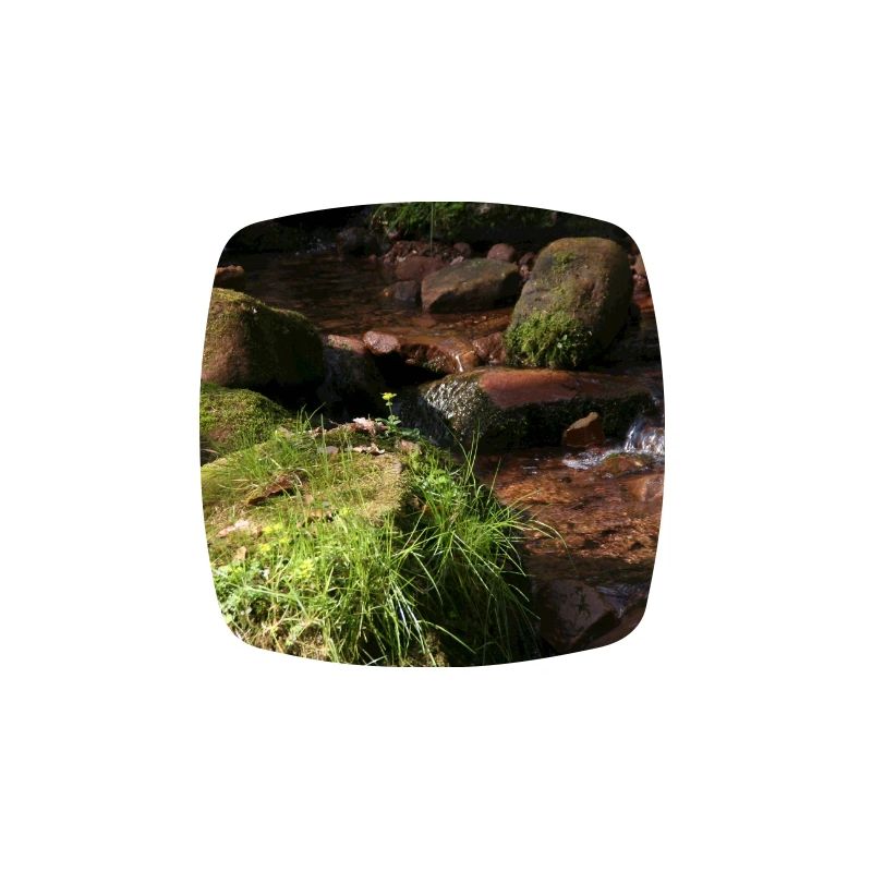 Black Forest Forest Stream