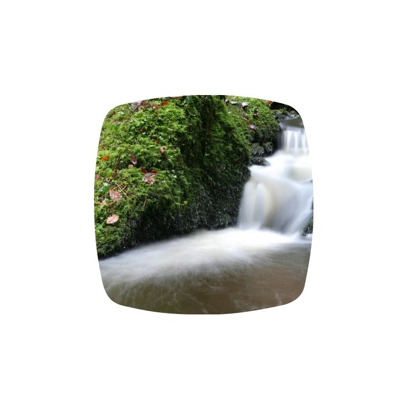 FOREST BROOK