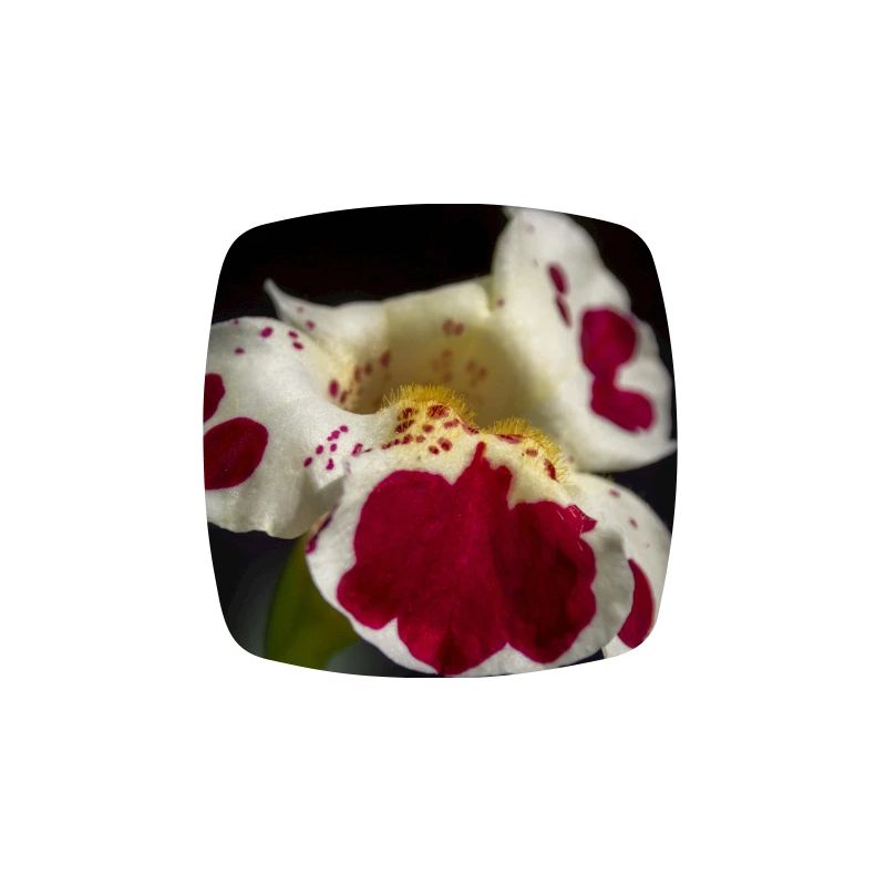 White flower with ruby spots