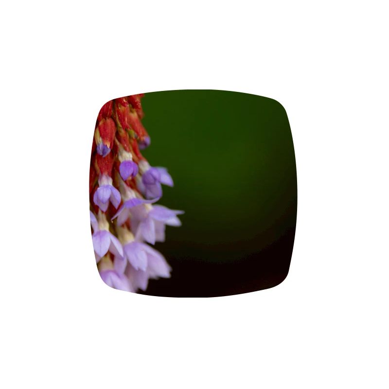 Lavender Blossom Gradient Pattern