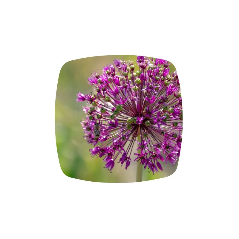 Gros plan d’une fleur violette - Poireau géant