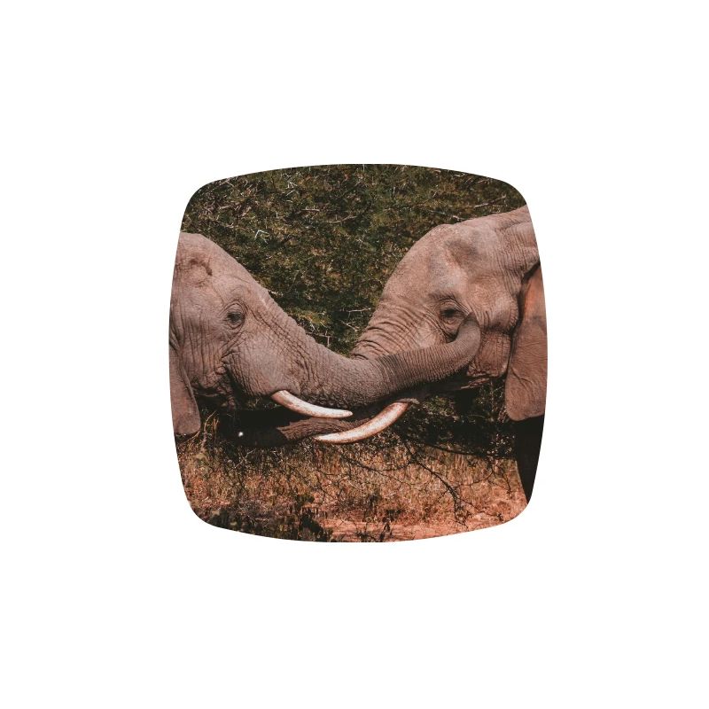 Elephants Intertwining Trunks 