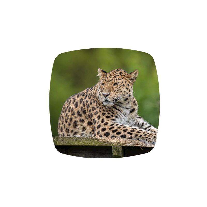 leopard