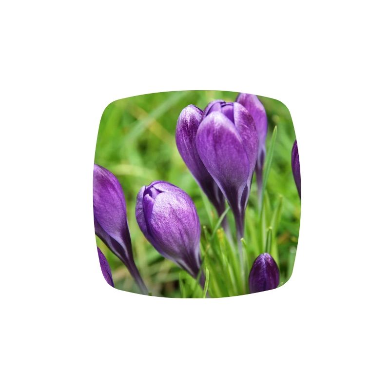 Grappe de crocus violet dans le jardin de printemps