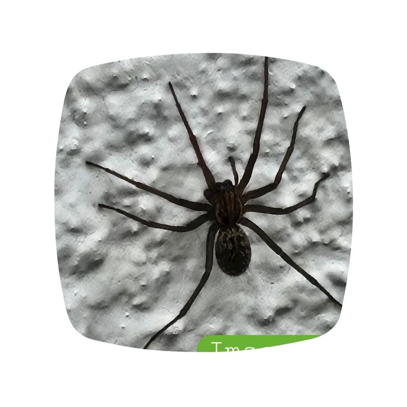 spider