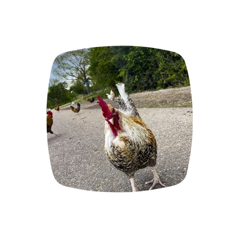 Bist du ein Huhn??