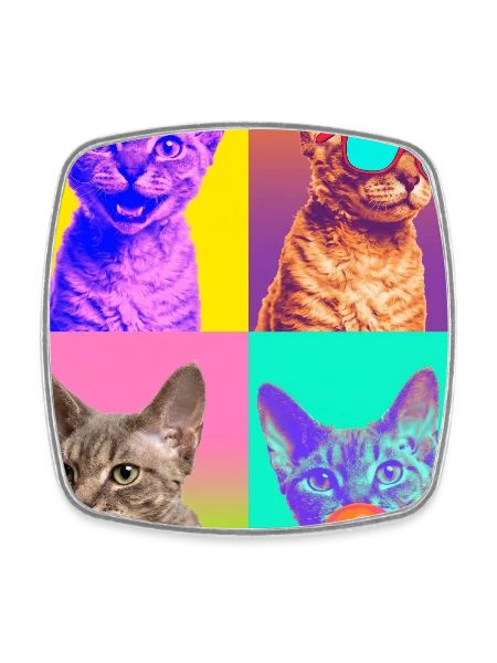 Katzen Devon Rex Katze