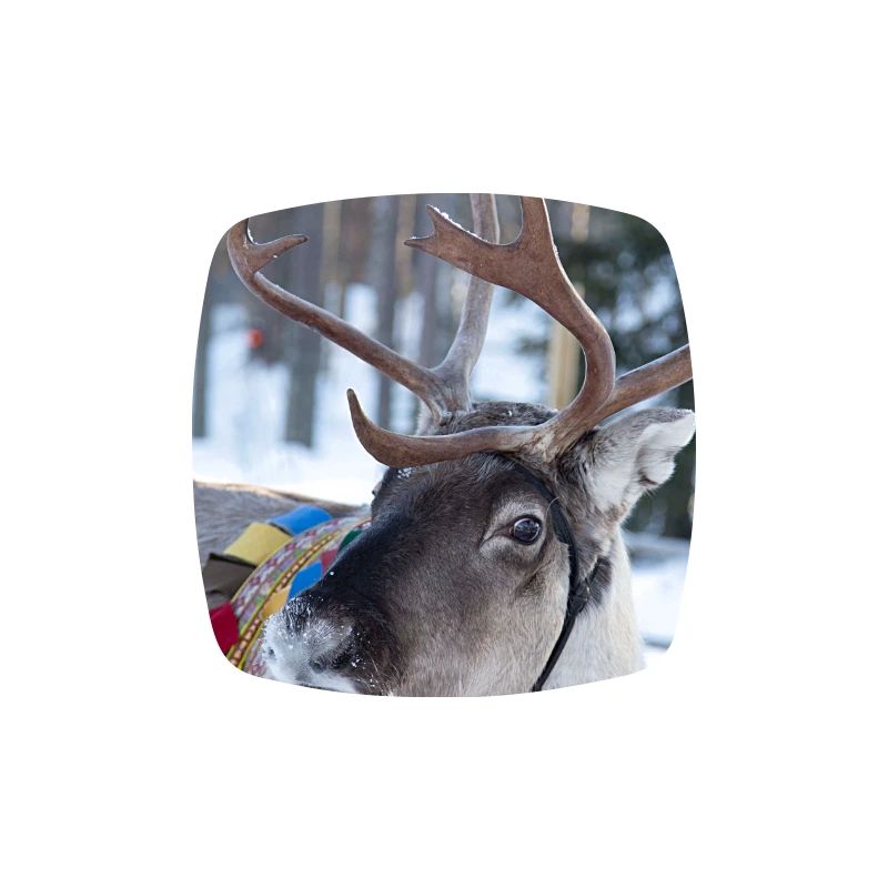 Reindeer