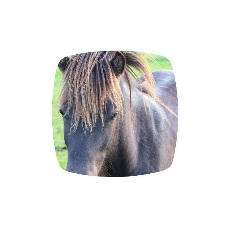 Affiche Cheval Cheval