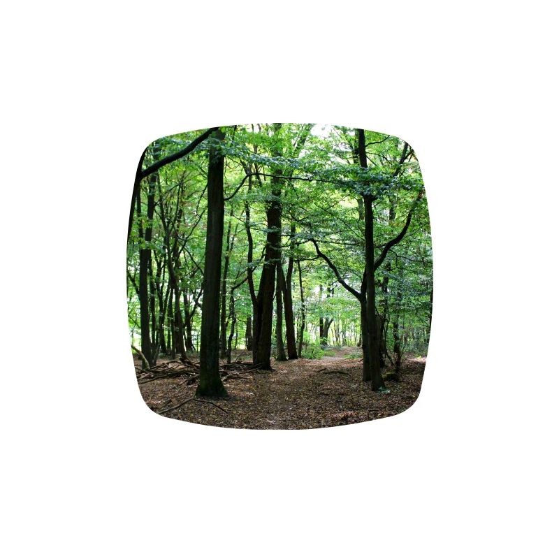 Forest Tree Trees Walk Nature Forester Poster
