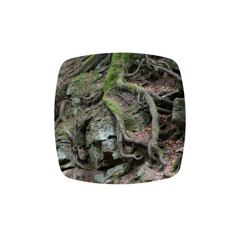 Root network in the rock forest