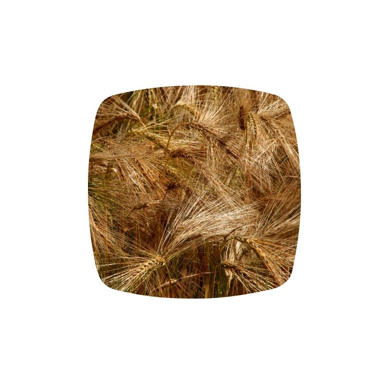 Golden wheat field nature pattern