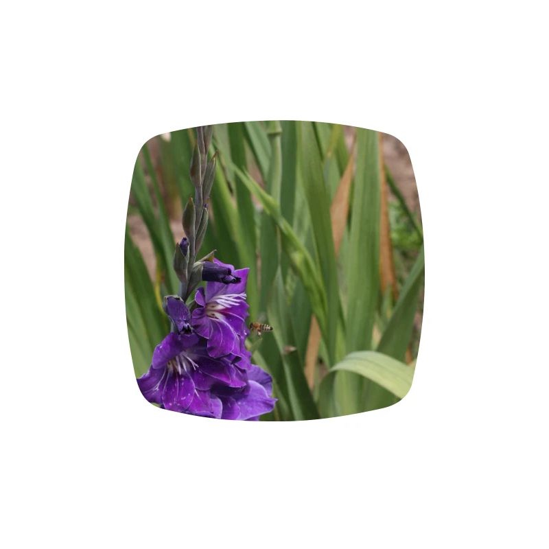 Gladiole – Stärke in Blüte