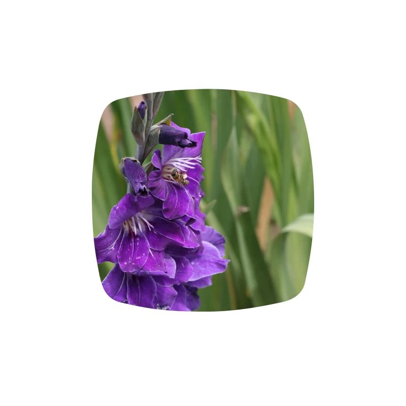 Gladiolus – starch in bloom